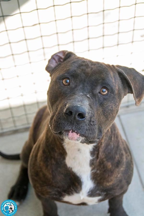 Chanel: Non È Un Accessorio, È Una Scelta Per Sempre